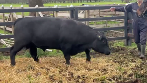  1 Toro