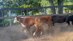  Machos - Dolores Bs As