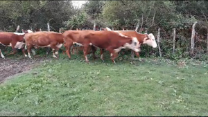  35 Vacas de invernar en Mercedes, Corrientes