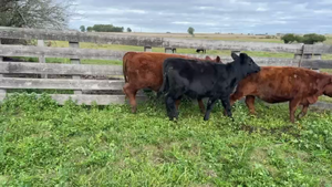  TERNEROS Y TERNERAS