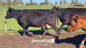  8 Vacas CUT preñadas