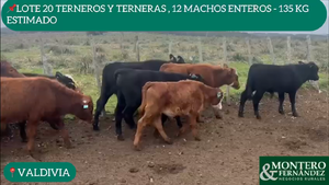  20 Terneros/as