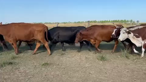  24 Vacas nuevas Preñadas en Ituzaingó, Corrientes