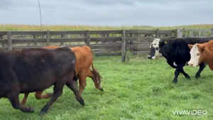  26 Vacas CUT preñadas