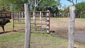  70 Terneros en San Luis del Palmar, Corrientes