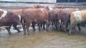  20 Novillo Gordo en Los Ángeles, VIII Región Biobío