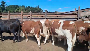  20 Novillo Gordo en Los Ángeles, VIII Región Biobío