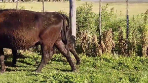  39 VACAS PREÑADAS, EN URDAPILLETA, BS. AS. 