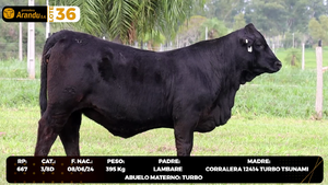  LOTE 36