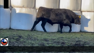  1 Toro