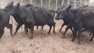  31 Vacas C/ gtia de preñez en Buenos Aires, Villa Iris