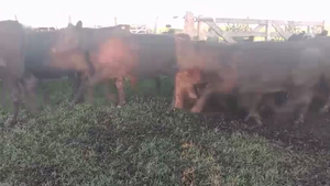  60 TERNS HEMBRAS, 9 DE JULIO, PCIA. DE BS. AS.