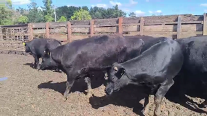  20 Novillo Gordo en Los Ángeles, VIII Región Biobío
