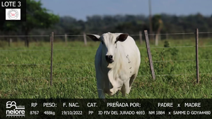 LOTE 3
