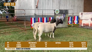  LOTE 31 - DESTACADO