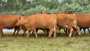  11 Vacas medio uso C/ gtia de preñez