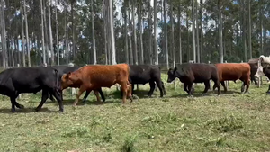  NOVILLOS FORMADOS