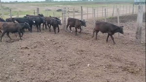  20 Terneros/as cruzas en Valtelina, Córdoba