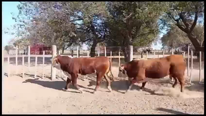  4 Toros en Tostado, Santa Fe