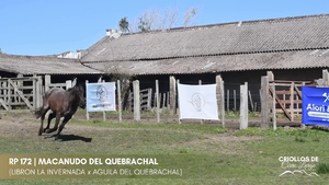 Macanudo del Quebrachal — Escritorio Alori y Cia.
