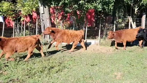  MIXTOS