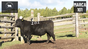  1 Toro