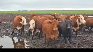  60 Novillos UE Hilton