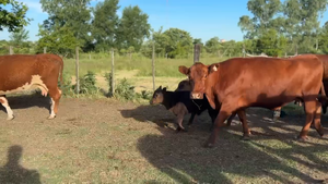  34 Vacas usadas al corte