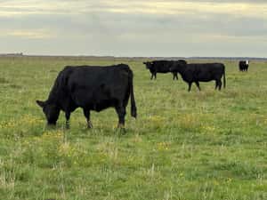  70 Vacas medio uso C/ gtia de preñez en Buenos Aires, Gral. Madariaga