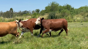  12 Vaquillonas preñadas en Corrientes, Curuzú-Cuatiá