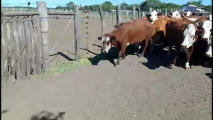  70 Vacas medio uso C/ gtia de preñez