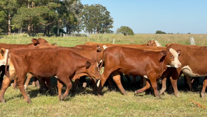  103 Terneros/as en Corrientes, Mercedes