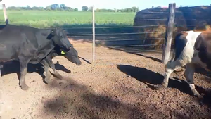  16 Novillitos Cruzas en Col. San Pedro,  Córdoba