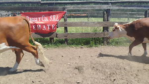  10 Vientres preñados en Entre Ríos, Federación