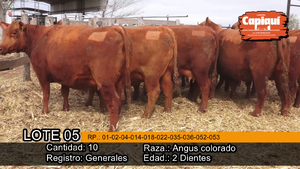  VAQ.  PREÑADAS