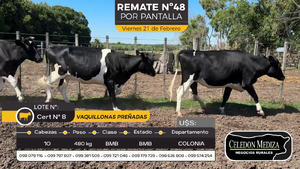  10 Vaquillonas preñadas en Otra Localidad, Colonia