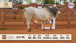 Lote 44 — Sola Marca SA