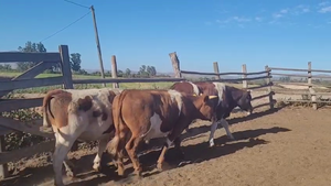  26 Novillo Engorda en San Pedro, Región Metropolitana