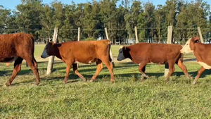  100 Terneros en Corrientes, Paso de Los Libres