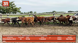  LOTE 31