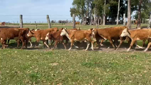  148 Terneros/as en Corrientes, Paso de Los Libres