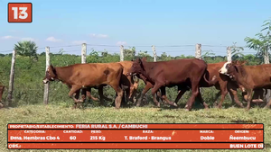  LOTE 13