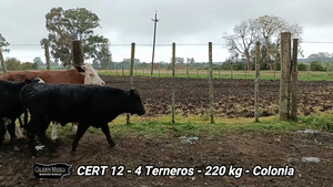  4 Terneros en Carmelo, Colonia