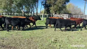  70 Terneros/as