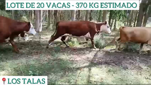  20 Vacas
