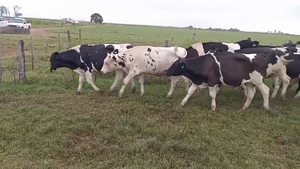  20 Novillitos Holando Argentino en S. María Las Piur, Córdoba