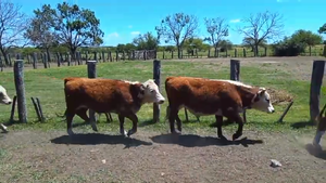  70 Terneros en Corrientes, Curuzú-Cuatiá