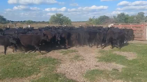  75 Terneras
