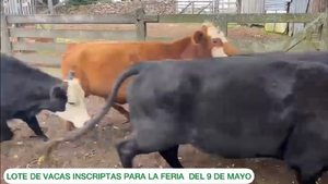  Lote de Vacas
