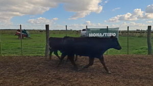  71 Terneros en Suipacha